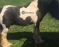 white-ghra-gvhs-colt-mare