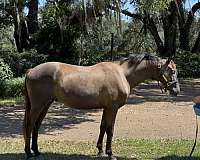 ground-trained-trakehner-horse