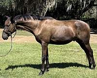young-horse-trakehner