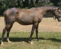 breeding-thoroughbred-trakehner-horse