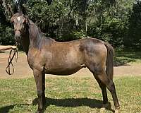 driving-thoroughbred-trakehner-horse