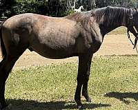 trakehner-sport-horse