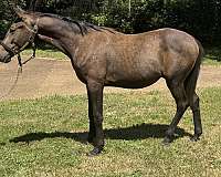 grey-gelding-trakehner-horse