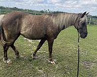 rocky-mountain-horse-for-sale