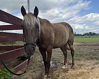rocky-mountain-horse