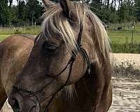 rocky-mountain-gelding