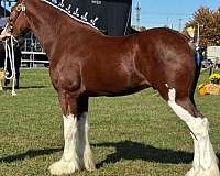 white-body-splashes-horse