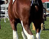bay-white-body-splashes-horse