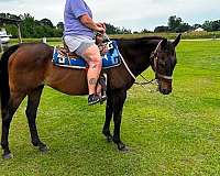 beginner-quarter-horse