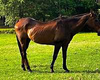 husband-safe-quarter-horse