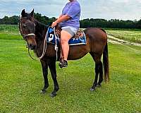 trail-quarter-horse