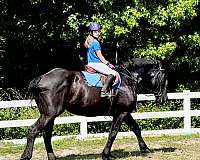 amateur-percheron-horse