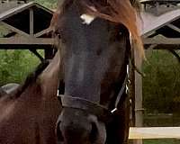 amateur-safe-percheron-horse