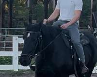 anyone-percheron-horse