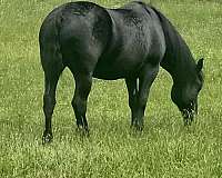 babies-percheron-horse
