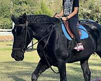 child-percheron-horse