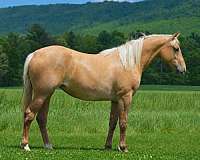 all-around-quarter-horse