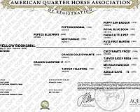 athletic-quarter-horse
