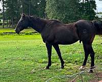 trail-quarter-horse