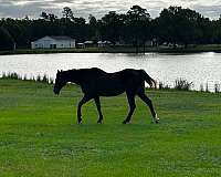 trail-riding-quarter-horse