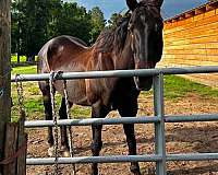 western-riding-quarter-horse