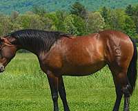 all-around-quarter-horse