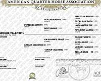 athletic-quarter-horse