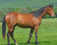 all-around-quarter-horse