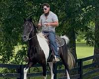 experienced-spotted-saddle-horse