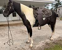 finished-spotted-saddle-horse