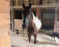 flashy-spotted-saddle-horse