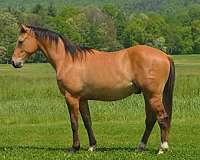 all-around-quarter-horse