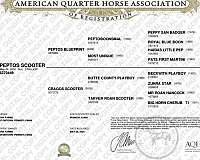 athletic-quarter-horse
