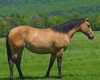 all-around-quarter-horse