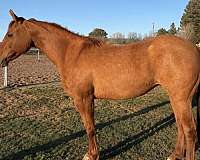 chestnut-quarter-horse-mare