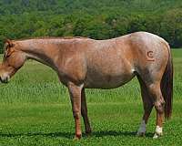 all-around-quarter-horse