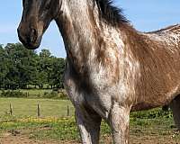 blue-roan-roan-rmha-colt