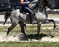 blue-roan-roan-rmha-mare