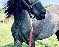 blue-roan-roan-rmha-stallion