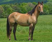 all-around-quarter-horse