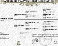 athletic-quarter-horse