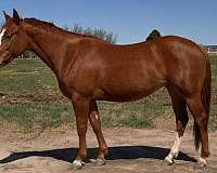 face-strip-horse