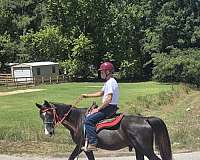 beginner-tennessee-walking-horse