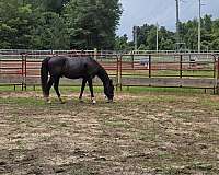 companion-tennessee-walking-horse