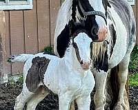 breeding-gypsy-vanner-horse