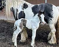 dressage-gypsy-vanner-horse