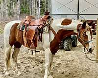 barefoot-half-arabian-horse