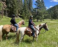 black-tobiano-half-arabian-horse