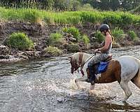 breeders-half-arabian-horse