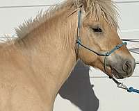 dun-red-dun-fjord-stallion